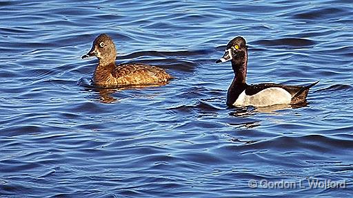 Ring-necked Ducks_DSCF0192.jpg - Ring-necked Ducks (Aythya collaris) photographed along the Rideau Canal Waterway at Kilmarnock, Ontario, Canada.